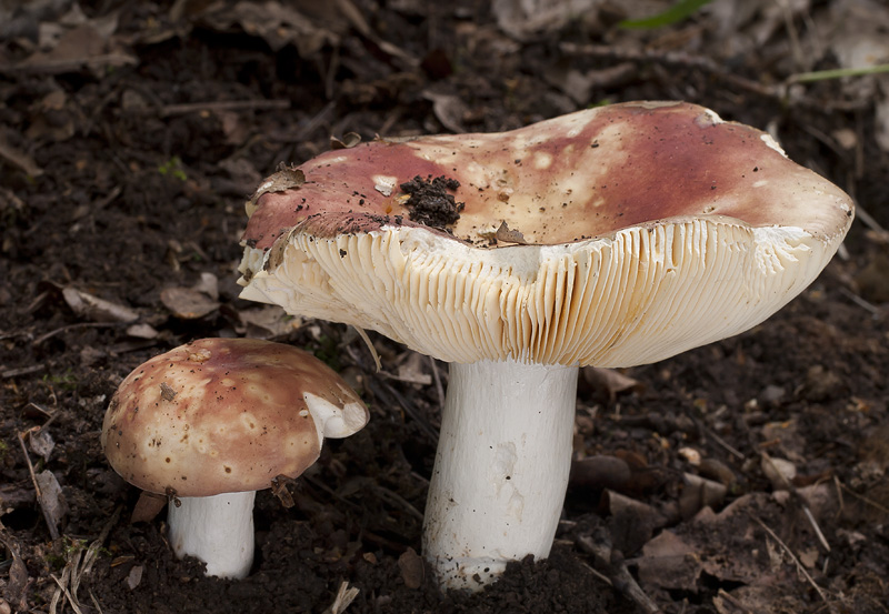 Russula maculata